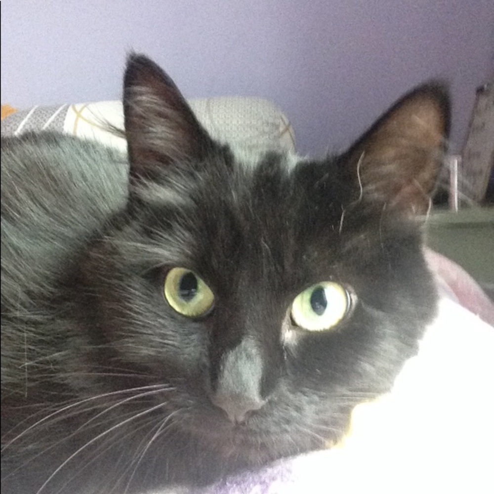 Meet your Posher, Rosaline
